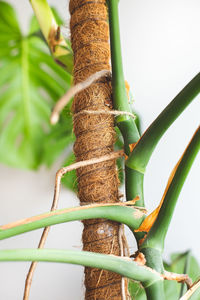 Close-up of caterpillar on plant