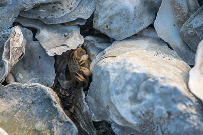 Crab live between oyster shells