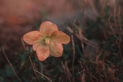 Close-up of flowering plant on field