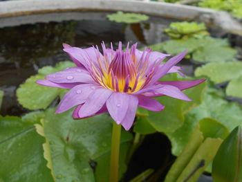 Close-up of water lily in pond