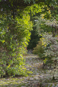 Footpath amidst trees in forest