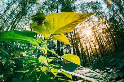 Low angle view of green leaves