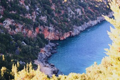 High angle view of trees on rocks