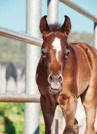 Close-up portrait of foal standing against railing