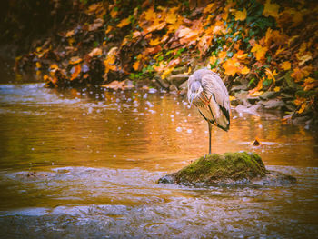 Bird in lake by autumn trees