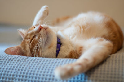 Close-up of cat lying on bed