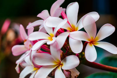 Close-up of frangipani on plant