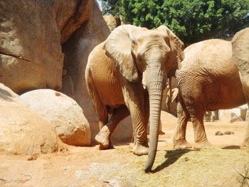 Elephant standing on rock in zoo