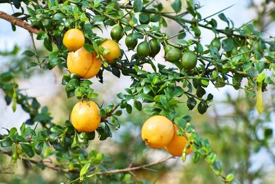 Low angle view of fruits on tree