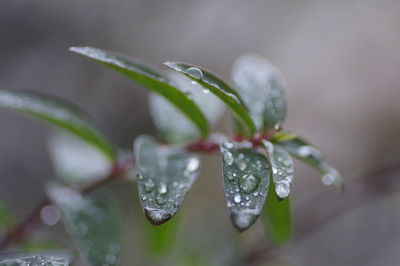 Close-up of wet plant during rainy season