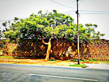 Tree growing against brick wall