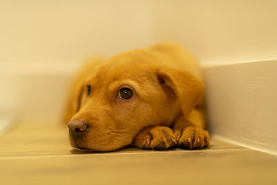 Close-up of a dog resting