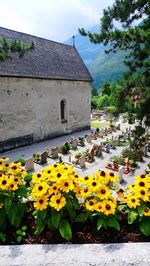 Yellow flowering plants by building against sky