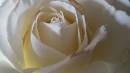 Macro shot of white rose