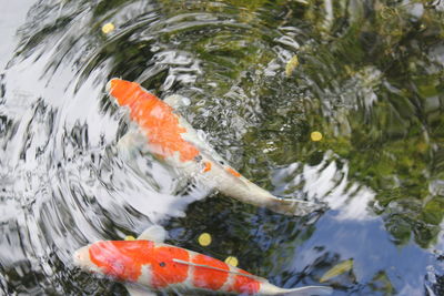 View of fish swimming in sea