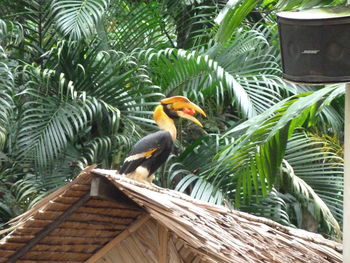 View of a bird on palm tree