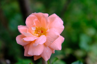 Close-up of pink rose