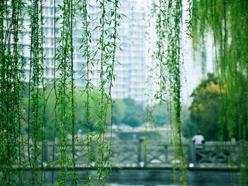 Plants hanging in city