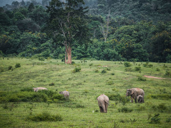 View of elephant on grassy field