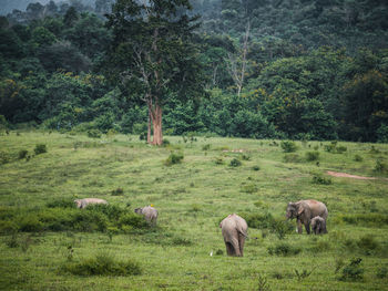 View of sheep on grassy field