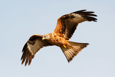 Low angle view of eagle flying