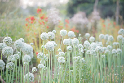 Close-up of white flowering plants on field