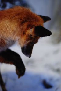 Close-up of stuffed fox in a snow field