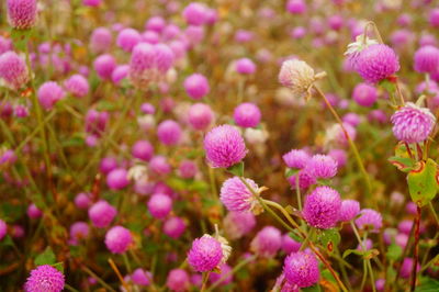 Close-up of pink flowers on field