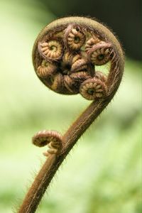 Close-up of silver fern in spring