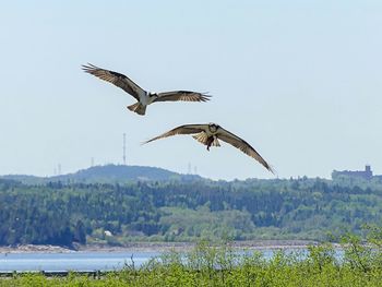 Bird flying over the sea against sky