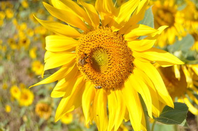 Close-up of yellow flower