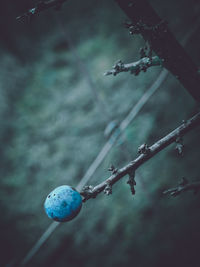 Close-up of berries growing on tree