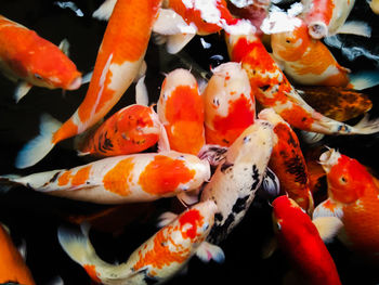 Close-up of koi fish in sea