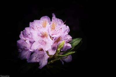 Close-up of flower against black background