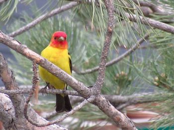 Bird perching on branch