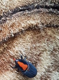 High angle view of insect in the sea