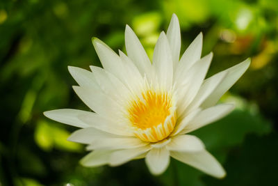 Close-up of white flower