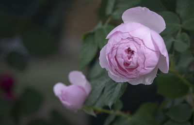 Close-up of pink rose flower