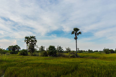 Scenic view of field against sky