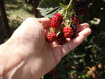 Cropped image of hand holding strawberries