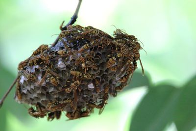 Close-up of hornets on nest