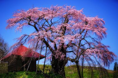 Low angle view of tree against sky