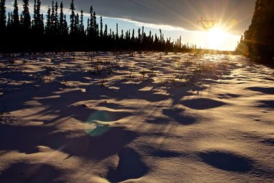 Sun shining through trees