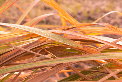 Close-up of plant