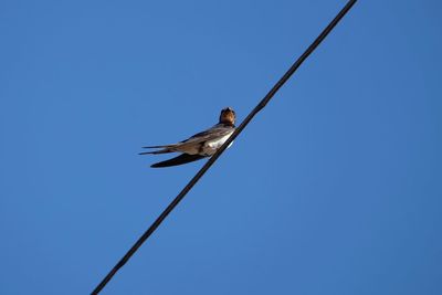 Low angle view of bird perching on cable against clear blue sky