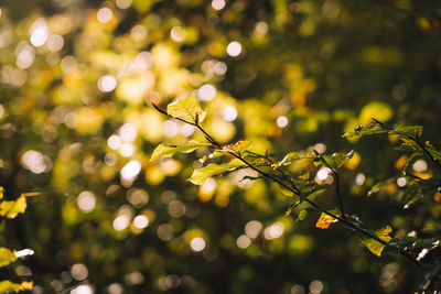 Close-up of fresh green leaves on tree