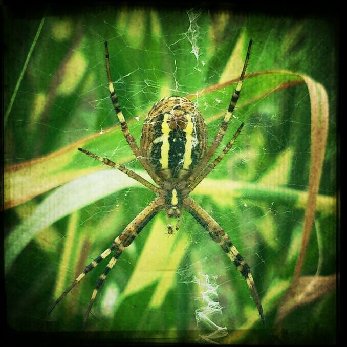 animal themes, one animal, animals in the wild, insect, wildlife, spider, spider web, close-up, focus on foreground, transfer print, nature, auto post production filter, selective focus, plant, green color, day, natural pattern, zoology, outdoors