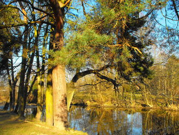 Trees by lake in forest during autumn