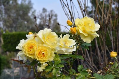 Close-up of yellow flowers