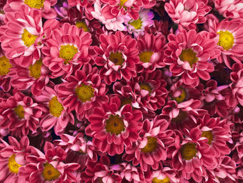 High angle view of pink flowering plants